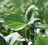 Green Growing Plants